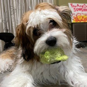 Meet your Posher, Piper